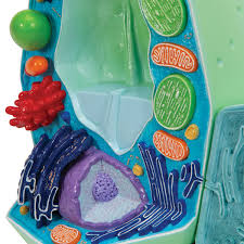 We did not find results for: Plant Cell Model Plant Cell Teaching Model Plastic Plant Cell Model