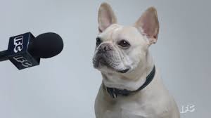 Petunia is genus of 20 species of flowering plants of south american origin. Nick Kroll John Mulaney Talk To Dogs Youtube