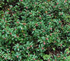 Image result for Vaccinium stanleyi