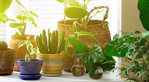Newly planted succulents can scorch in direct sunlight, so you may need to gradually introduce them to full sun exposure or provide shade with a sheer curtain. 6 Houseplants For Hot Sunny Windows Platt Hill Nursery
