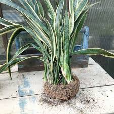 Image result for Sansevieria dawei