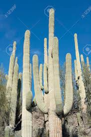 How tall is the tallest cactus in the united states? Saguaro Cactus Growing On The Sonoran Desert In Arizona A Hot Stock Photo Picture And Royalty Free Image Image 52071882