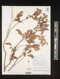 Image result for Glenniea africana