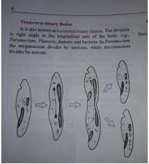 Bipartition or binary fission is a mechanism of asexual reproduction of unicellular living beings , typical of prokaryotes , that is, of bacteria and archaea. What Is Binary Fission With Diagram Brainly In