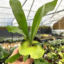 Image result for Platycerium