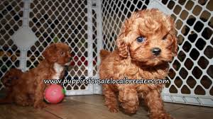 Maybe you would like to learn more about one of these? Craigslist Michigan Puppies For Sale 07 2021