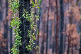 Image result for Eucalyptus sp.