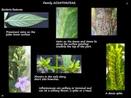 Image result for Barleria spinulosa