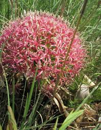 Image result for Boophone disticha