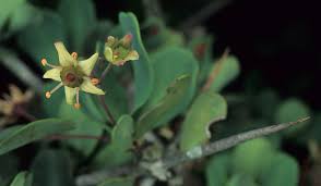 Image result for Putterlickia