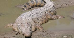 Ayrıca her kategoriden 11 milyonu aşkın yüksek kaliteli video ve video klibi keşfedin. Diferencas Entre Crocodilos E Jacares E Suas Caracteristicas Diferenca