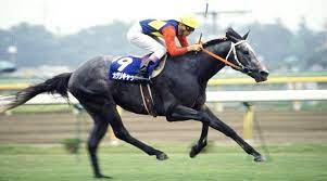 オグリキャップ 競走馬 名馬 美しい馬