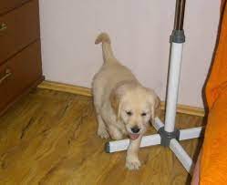 Golden retriever puppy ne shitje. Petshop Uvi Golden Retriever Mashkull Ne Shitje Info Facebook