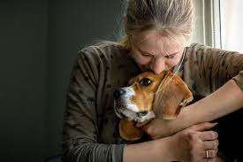 As earlier noted, consulting a veterinarian even when doing the euthanasia process is paramount. How Much Does It Cost To Put A Dog Down Daily Paws