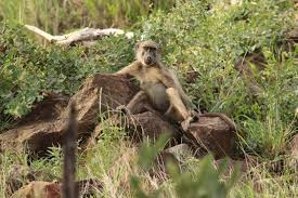 Image result for Tricliceras mossambicense