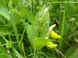 Image result for Justicia flava