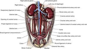 2 considering whether pregnancy is a possibility. Ovaries And Uterus Veterian Key