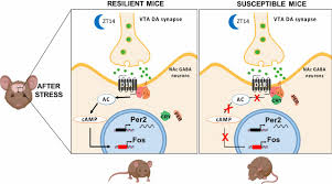 Kirjaudu facebookiin, niin voit alkaa jakaa ja jutella kavereillesi, perheenjäsenille ja tuntemillesi ihmisille. Vulnerability To Helpless Behavior Is Regulated By The Circadian Clock Component Cryptochrome In The Mouse Nucleus Accumbens Pnas