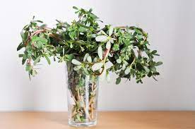 Add purslane to a salad along with lettuce leaves, cucumber, tomatoes and olives. Purslane Recipes 45 Things To Do With Fresh Purslane Chocolate Zucchini