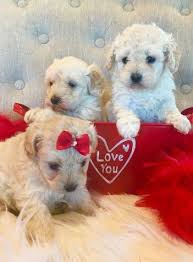 You will never see a bad review of us anywhere. 500 Sweet Maltipoos Puppies For Sale Houston Tx Shoppok