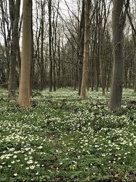 How to grow woodland phlox. Native Wildflowers For Woodland Planting Rare Plant Fair