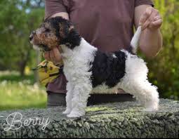 Image result for foxterier drsnosrstý