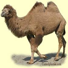 Camels' humps consist of stored fat, which they can metabolize when food and water is scarce. Pin On Camels