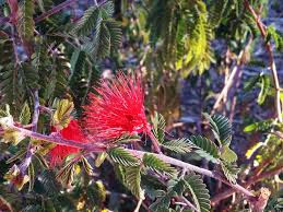 Baja red fairy duster can be used in full sun or part shade, and is tolerant of most soil types. Baja Fairy Duster Desert Horizon Nursery