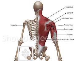 Image result for Winged Scapula