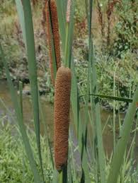 Image result for Clutia angustifolia