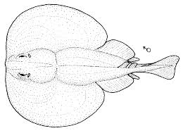 New Zealand Torpedo Wikipedia Electric eel belongs fish family and its scientific name is electrophorus electricus. new zealand torpedo wikipedia