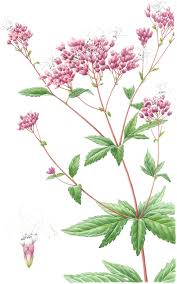 Image result for Stomatanthes