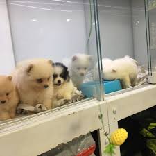 Ankara Pet S Shop Ana Sayfa Facebook