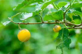 Image result for Solanum aculeatissimum