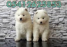 Samoyed Yavru Fiyatlari 05412625843
