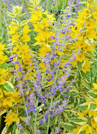 Russian Sage Perovskia Little Spire Edible Flowers Perovskia Little Spire Russian Sage Ornamental Plants