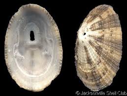 Diodora Cayenensis Limpet Snail Animals