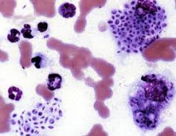 Image result for Physotrichia