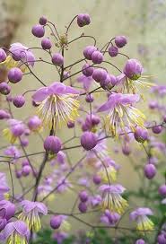If don't want to plant seeds, you can buy sweet pea plug. Thalictrum Rochebrunianum Easy To Grow And Blooms All Summer Uk Thalictrum Plants Garden Garden Plants Uk Plants Uk Plants