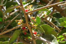 Image result for Scolopia mundii