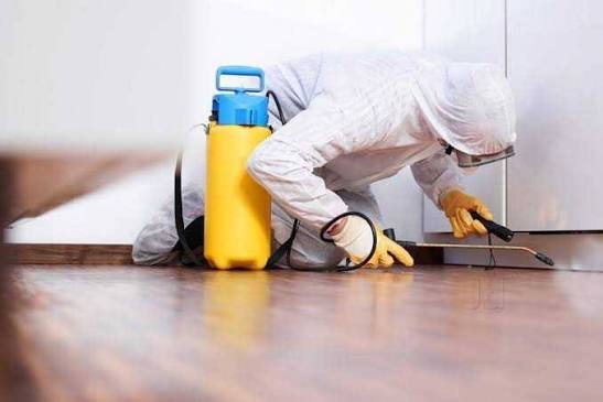 Pest Inspection Service