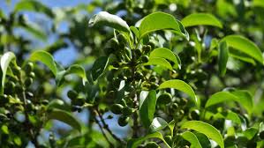 Image result for Canthium inerme