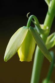 Image result for Albuca