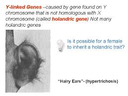Adjective holandric of or relating to a heritable trait appearing only in males (opposed to hologynic). Genetics Chapter 7 Extending Mendelian Genetics I Chromosomes
