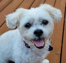 These are the TOP 10 DOG NAMES in the United States in 2025, according to a  new survey. Is your dog's name