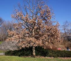 Read on for our complete guide including how to cope with pests this fungal disease typically appears when there is a lack of airflow. We Had Plenty Of Rain Why Are My Trees Dying Gardening In The Panhandle