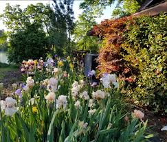 As i mentioned last week, after having a grove of dead and ugly trees removed, my new front yard landscaping was installed and grass was planted. For The Love Of Irises Finegardening