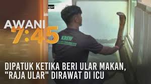 Arti mimpi dikejar ular piton besar. Dipatuk Ketika Beri Ular Makan Raja Ular Dirawat Di Icu Youtube