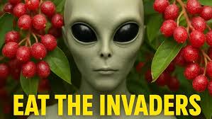 ASAFOETIDA PLANT or HING PLANTS