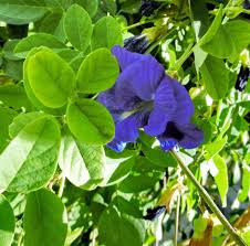 Image result for Clitoria